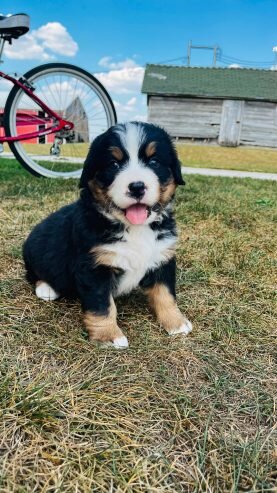 Pui de caine de munte Bernese