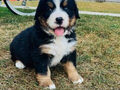 Pui de caine de munte Bernese