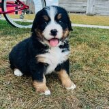 Pui de caine de munte Bernese