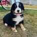 Pui de caine de munte Bernese